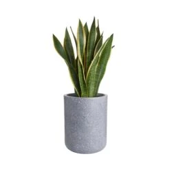 Pflanztopf Outdoor Höhe 32cm CONCRETE In Grau 8 Pflanztopf Outdoor Höhe 32cm CONCRETE In Grau -Butlers butlers pflanztopf outdoor hohe 32cm concrete in grau 2