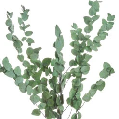Trockenblumen Eukalyptus Länge 60cm FLOWER MARKET In Dunkelgrün -Butlers butlers trockenblumen eukalyptus lange 60cm flower market in dunkelgrun 1