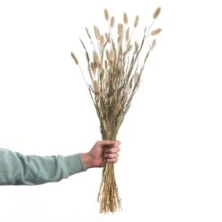 Trockenblumen Lagurusgras Länge 70cm FLOWER MARKET In Natur